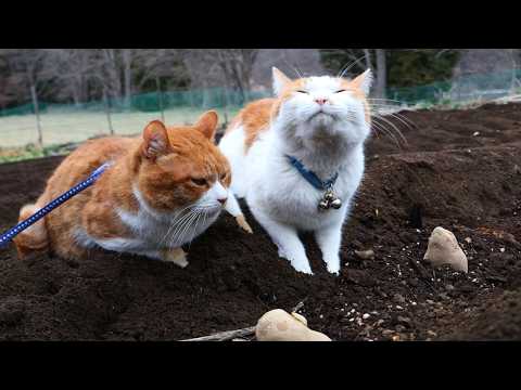 ちろぽんさばじろうとじゃがいも植え　2026　260425