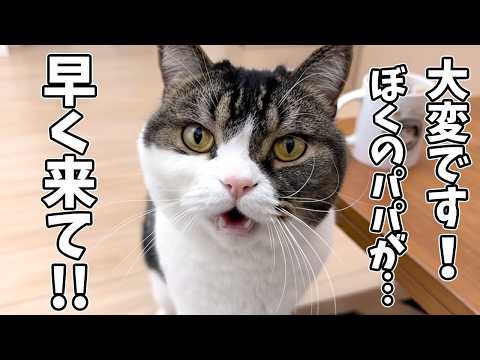 息子猫の様子がおかしいので後ろをついて行ってみたら、パパ猫がとんでもない事になっていました…汗 サムネイル