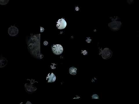 深夜のクラゲライブ|オールナイトカモスイライブ中！ 加茂水族館 aquarium オールナイトカモスイ jellyfi… サムネイル