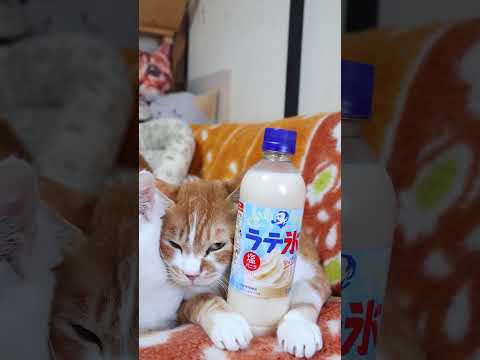 サントリークラフトボスラテ氷塩バニラ　260517　のせ猫　 cat　 cute　 サントリー　 ねこ　 ネコ　 猫… サムネイル