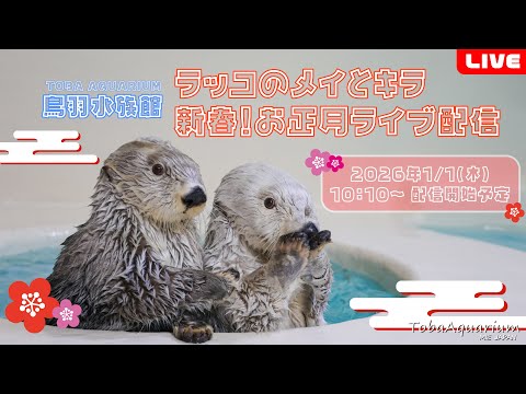 《鳥羽水族館》ラッコのメイとキラ 新春！お正月ライブ配信 サムネイル