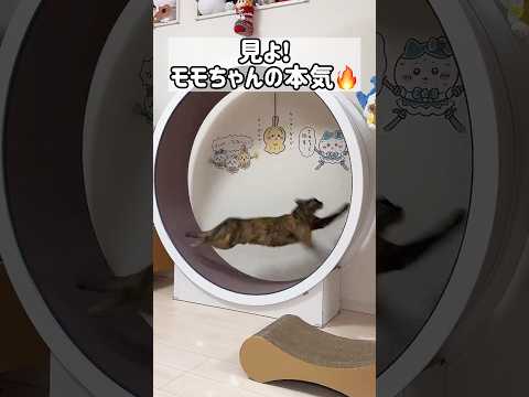 本気で走るモモちゃんを見よ！ shorts サムネイル