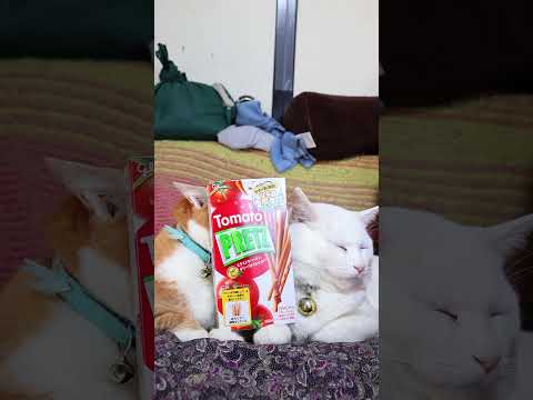 トマトプリッツ　260606　 cat のせ猫 cute　 プリッツ cutecat トマトプリッツ　 kitty ネ… サムネイル