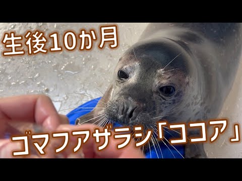もうすぐ１歳 ゴマフアザラシ「ココア」 サムネイル