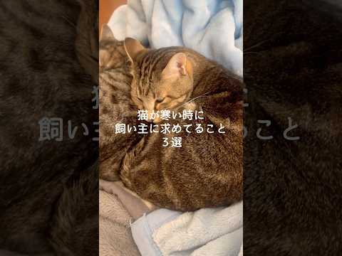 猫が寒い時に飼い主に求めてること3選 猫 ねこ 猫のいる暮らし 猫好きさんと繋がりたい ねこ動画 ねこのいる生活 保護… サムネイル