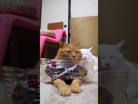 チョコフィンガー オリオンベーカリー　260112　のせ猫　オリオンベーカリー　 cat cute 猫のいる暮らし… サムネイル