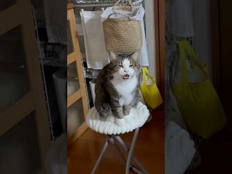 オデコ、にゃー、かわいい、ニャー サムネイル