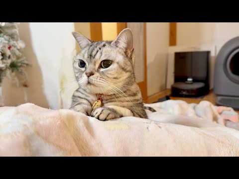 最新のリラックス映像！揺れる猫たちのほのぼの動画