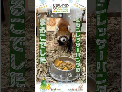 【東山動植物園公式】シセンレッサーパンダのまるこ：ひがしやまのクリスマス2025《 シセンレッサーパンダ　レッサーパン… サムネイル