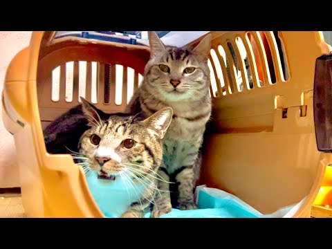 ５日ぶりに再会した猫と帰ろうとしたら大変なことに。。 サムネイル