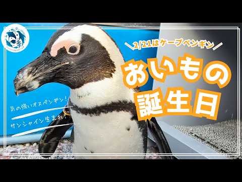 【誕生日】ケープペンギン「おいも」3歳の誕生日【サンシャイン水族館】 サムネイル