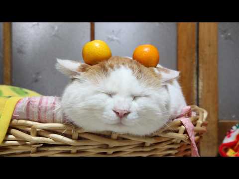 うずまきLIVE配信？　放置？　　2026年5月3日