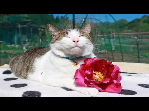 牡丹の花　のせ猫　260525 サムネイル