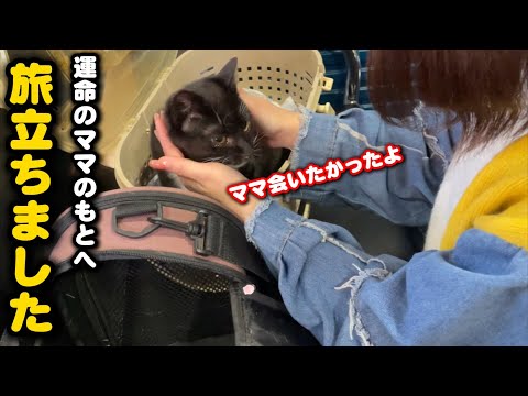 ゴミ屋敷で育った子猫と泪の別れ サムネイル