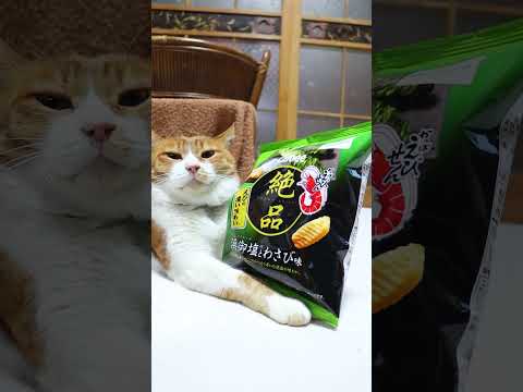 絶品かっぱえびせん 浜御塩とわさび味　260127　のせ猫　 cat cute 猫のいる暮らし　 ネコ cutecat… サムネイル
