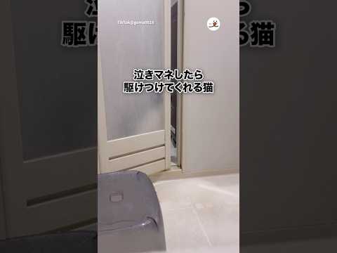 泣きマネしたら来てくれる猫｜PECO サムネイル