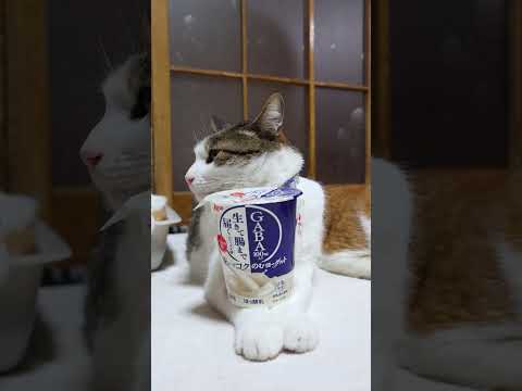 味わいとコクのむヨーグルト　260416　のせ猫　 cat　 cute　 kitten　 ねこ　 cutecat　 ネ… サムネイル