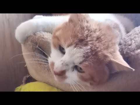野良猫　がライブ配信中！　20260411 サムネイル