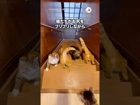 この階段が怖かったけど猫たちのおかげで♡｜PECO サムネイル