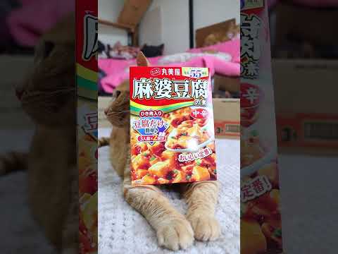 麻婆豆腐の素<中辛> 260923 cat のせ猫 cute ねこ 猫のいる暮らし 麻婆豆腐の素