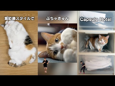 猫飼ってる人にしかワカラナイ６連発 サムネイル