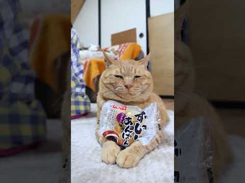ずっしりあんぱん　つぶあん　260420　のせ猫　あんぱん　 cat　 cute　 kitty　 kitten　 ねこ… サムネイル