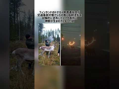 フィンランドで話題の神獣出現！トナカイの安全対策が進化した理由