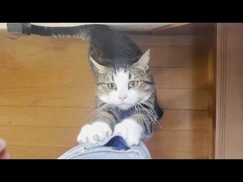 油断していると乗ってくる甘えん坊の猫 サムネイル