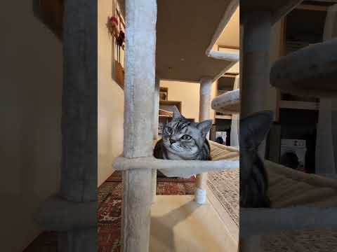 アメショーのラッテ アメショ アメリカンショートヘア 猫と暮らす家猫との暮らし猫 サムネイル