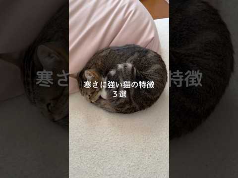 寒さに強い猫の特徴3選 猫 ねこ 猫好きさんと繋がりたい 猫動画 雑学 豆知識 VOICEVOX:ずんだもん サムネイル