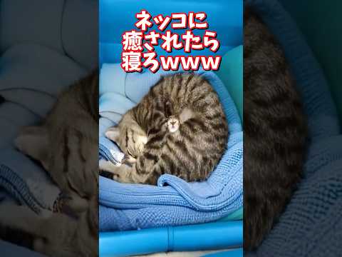 ネッコの動画で癒されたら寝ろｗｗｗ　2ch  動物  猫 癒やし ねこ動画 サムネイル