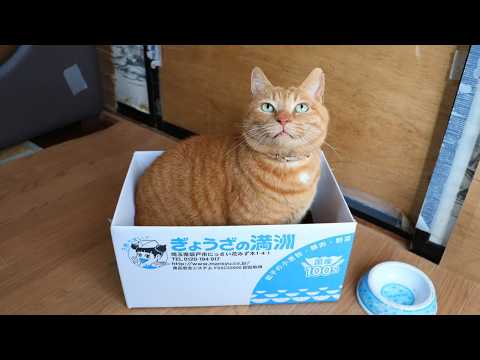 ぎょうざの満洲の箱入り麦茶　box and cat　260521 サムネイル