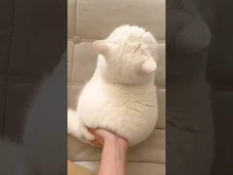 なにこれ！？猫動画！？ 猫 cat cats cute サムネイル