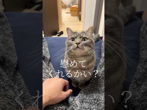 ママから怒られたパパを慰めてくれたのは猫でしたshorts 猫 猫好きさんと繋がりたい サムネイル