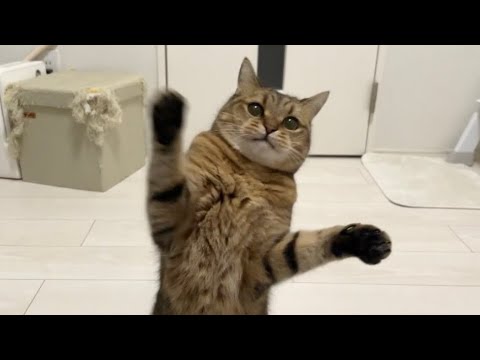 遊ぶ気満々の時だけ陽気になって全部黒目になる猫って最高。 サムネイル