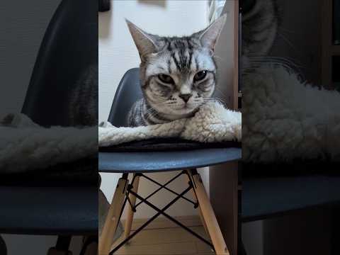 アメショーのラッテ アメショ アメリカンショートヘア 猫と暮らす家猫との暮らし猫 サムネイル