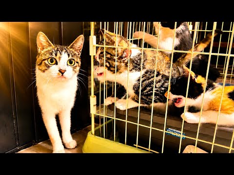 子猫と母猫が再会したら大変なことに。。