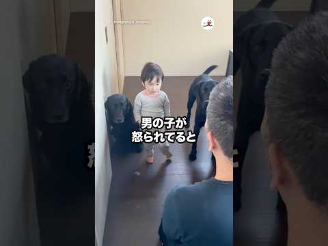 なぜか一緒に反省するワンコたち｜PECO サムネイル