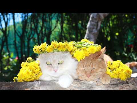 たんぽぽ冠　のせ猫　260607 サムネイル