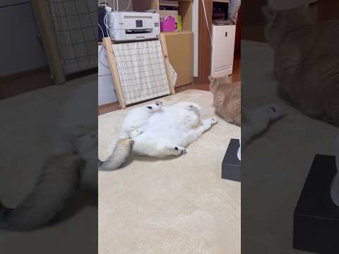 あっあっちょっと待って サムネイル