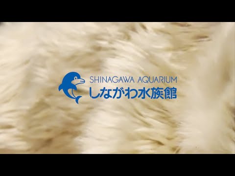 話題の新商品！しながわ水族館の生き物デザイングッズが追加販売