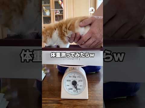 体重測ってみたらw｜PECO サムネイル