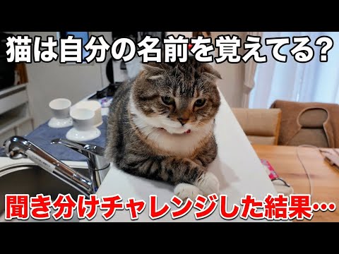猫は自分の名前を覚えてるってほんと？名前聞き分けチャレンジしてみた結果🤣🤣🤣 サムネイル
