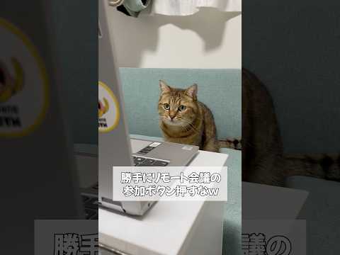 会社のリモート会議に代行で猫の手をお借りしてみた サムネイル