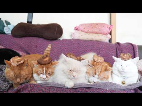 しいたけ　のせ猫　260519 サムネイル