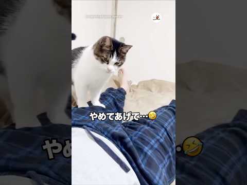 飼い主さんの狙いすぎやろ😂｜PECO サムネイル