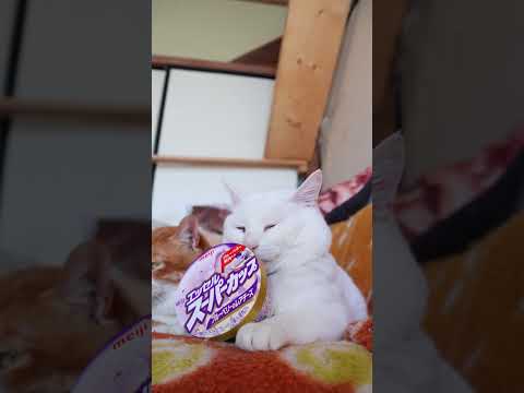 スーパーカップ ブルーベリーのレアチーズ　260605　 cat のせ猫 cute　 ブルーベリー cutecat ス… サムネイル