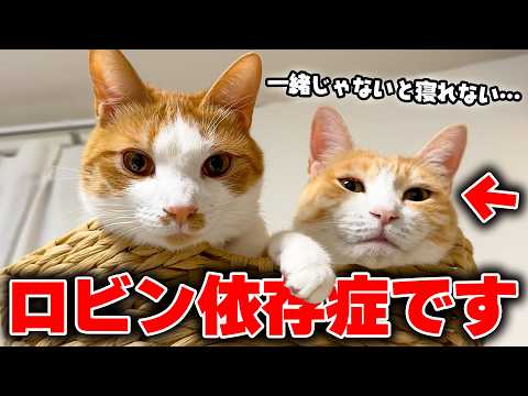 ロビンと一緒に寝るのが中毒になってしまった猫がいます。 サムネイル