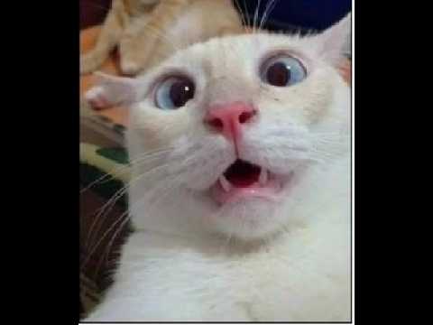 NOCHE DE ROBLOX - DIRECTO サムネイル