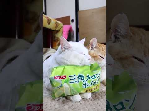 三角メロンホイップ　宇治抹茶　260317 サムネイル